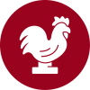 Ayam